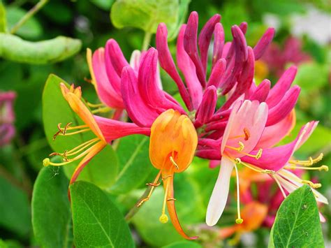 Are Honeysuckle Flowers Edible? And Why Do They Taste Like Childhood Memories?