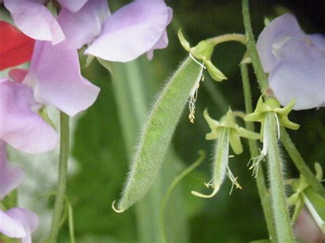 Can You Eat Sweet Pea Flowers? Exploring the Edibility and Beyond