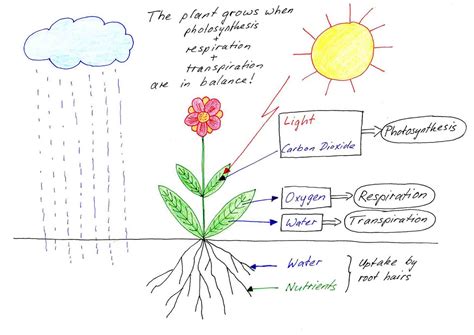 Do Flowers Grow on Trees: Can We Plant Dreams in the Sky?