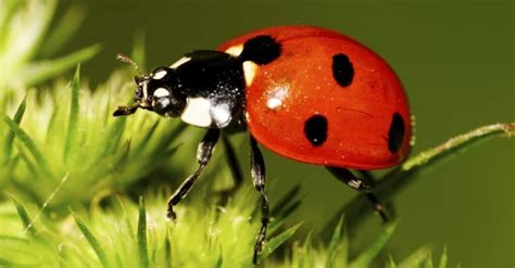 Do Ladybugs Eat Flowers? And Why Do They Always Land on the Brightest Petals?