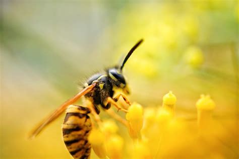 Do Wasps Pollinate Flowers, or Are They Just Nature's Misunderstood Architects?