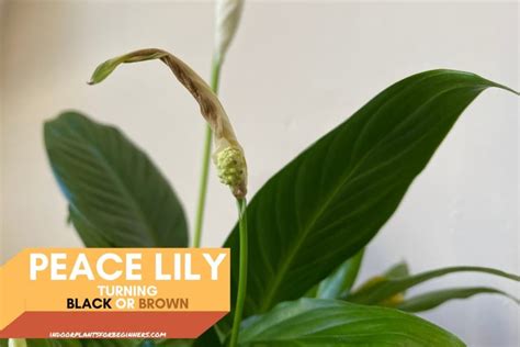 Do You Cut Off Dead Peace Lily Flowers? Exploring the Art of Pruning and Beyond