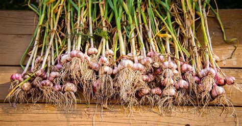 Do You Harvest Garlic Before or After It Flowers? Exploring the Intricacies of Garlic Cultivation