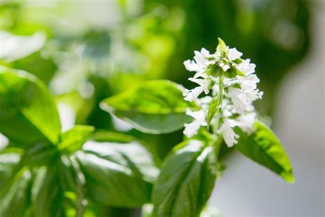 Does Basil Have Flowers? Exploring the Blossoming Mysteries of Basil