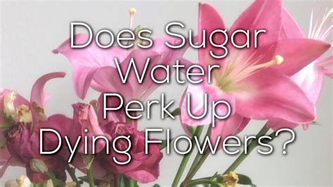 Does Sugar Water Help Flowers: A Sweet Solution or a Sticky Situation?