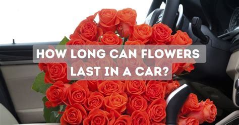 How Long Can Flowers Sit in a Car: A Journey Through Time, Temperature, and Petal Resilience