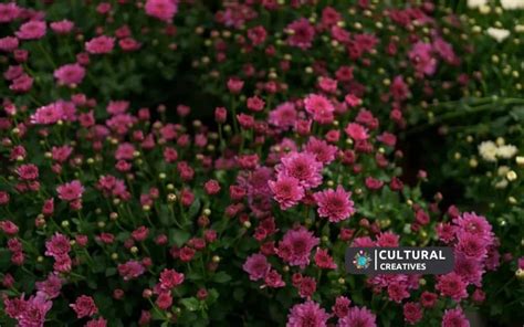 How Many Purple Flowers on Ginger Island: A Journey Through Nature's Palette