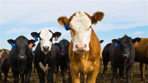 How to Become a Livestock Agent: Why Do Cows Prefer Jazz Over Rock?