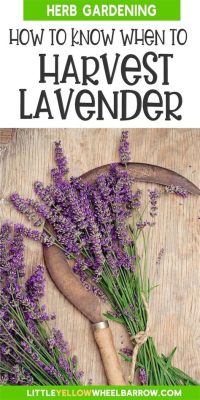 How to Harvest Lavender Flowers and Why They Might Just Be the Secret to Time Travel