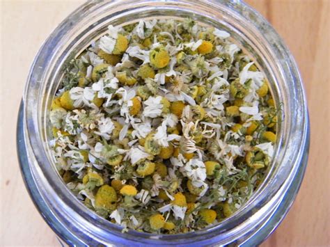 How to Make Chamomile Tea from Dried Flowers: A Journey into the Art of Herbal Infusions and the Mysteries of the Universe