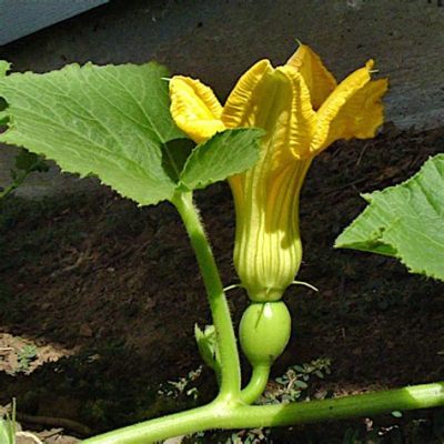 What do pumpkin flowers look like, and how do they relate to the mysteries of the universe?