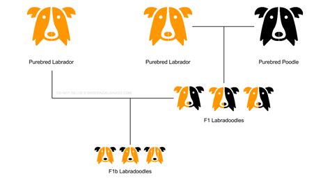 What Does F1 Mean in Dog Breeding: Unraveling the Genetic Tapestry of Canine Lineage