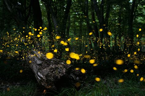 What Flowers Attract Fireflies: A Symphony of Light and Fragrance