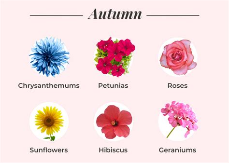 What Flowers Bloom in November: A Journey Through Autumn's Palette and Beyond