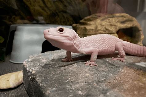 When is leopard gecko breeding season, and how does it influence their nocturnal habits?