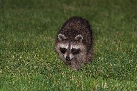 When is raccoon breeding season, and how does it influence urban wildlife dynamics?