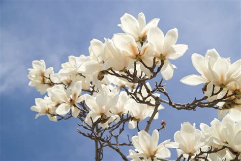 Where to Buy Magnolia Flowers: Exploring the Blossoms of Possibility and Beyond