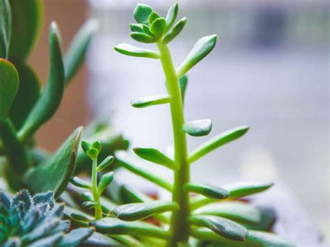 Why is my succulent growing a long stem with flowers, and does it secretly dream of becoming a tree?